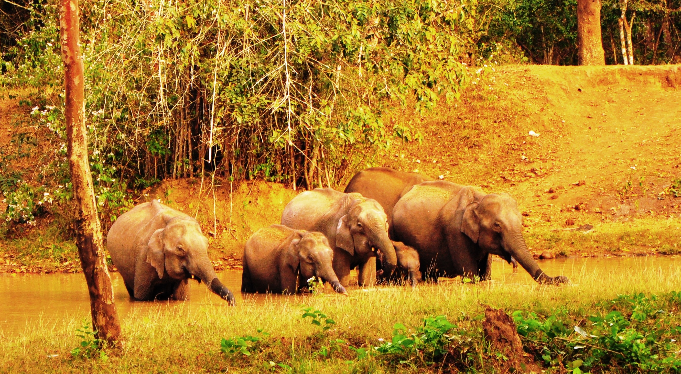 Places to visit in Nagarhole