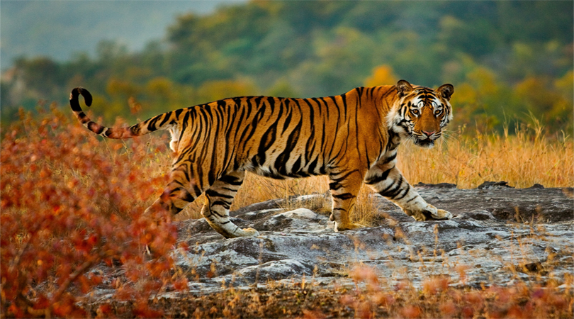 autumn bandhavgarh national park