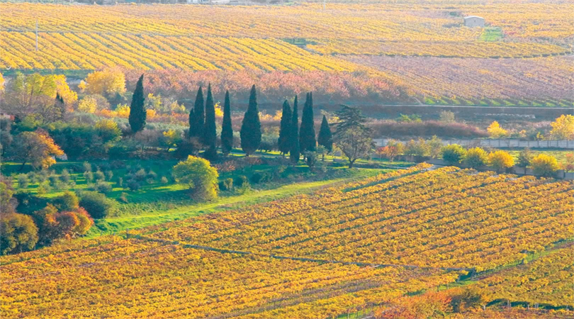 autumn in soave italy