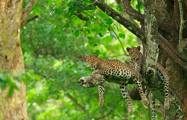 Kabini Wildlife Sanctuary